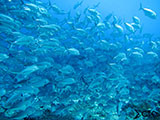 Tubbataha School of Jacks