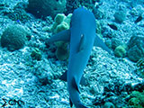 Tubbataha Shark 6