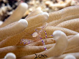 Romblon Cleaner Shrimp