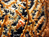 Romblon Denise Pygmy Seahorse