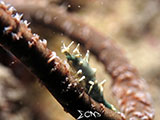 Romblon Dragon Shrimp