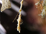 Romblon Lembeh Seadragon