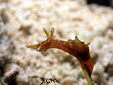 Romblon Mini Sea Hare