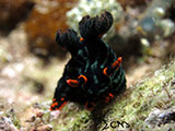 Romblon Nudibranch 10