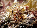 Romblon Nudibranch 13