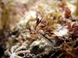 Romblon Nudibranch 16