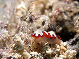 Romblon Nudibranch 2