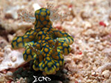 Romblon Nudibranch 23