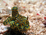 Romblon Nudibranch 24