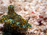 Romblon Nudibranch 25