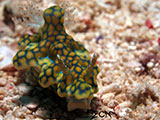 Romblon Nudibranch 26