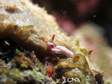 Romblon Nudibranch 3