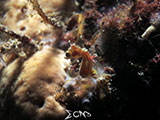 Romblon Pontohi Seahorse 2