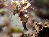 Romblon Pontohi Seahorse 7