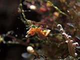 Romblon Pontohi Seahorse