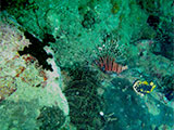 Anilao Lionfish 1