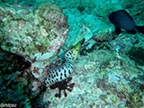 Anilao Moray Eel 11