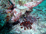 Anilao Moray Eel 12