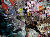 Anilao Moray Eel 8