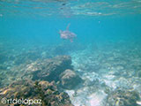 Apo Island Turtle 10