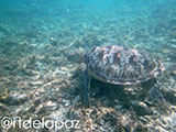 Apo Island Turtle 20