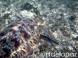 Apo Island Turtle 21