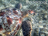 Apo Island Turtle 22