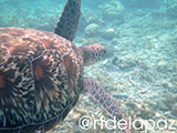 Apo Island Turtle 34