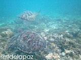 Apo Island Turtle 40