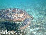 Apo Island Turtle 41