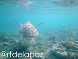 Apo Island Turtle 43