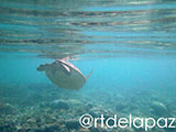 Apo Island Turtle 44