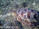 Apo Island Turtle 49