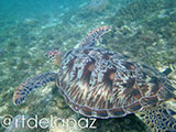 Apo Island Turtle 50