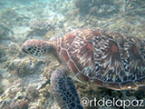 Apo Island Turtle 57