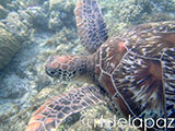 Apo Island Turtle 58