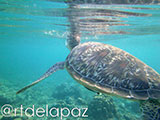 Apo Island Turtle 61