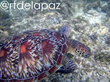 Apo Island Turtle 69