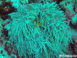 Apo Island Clownfish