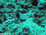 Apo Island Jaw Fish 2