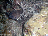 Apo Island Moray Eel