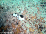 Apo Island Nudibranch