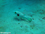 Apo Island Puffer Fish 2