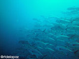 Apo Island School of Jacks 1