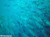 Apo Island School of Jacks 4