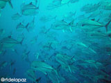 Apo Island School of Jacks 6