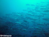 Apo Island School of Jacks