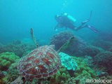 Apo Island Turtle 2