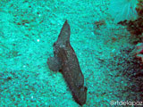 Apo Island Wasp Fish