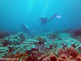 Apo Island Wide Angle 10